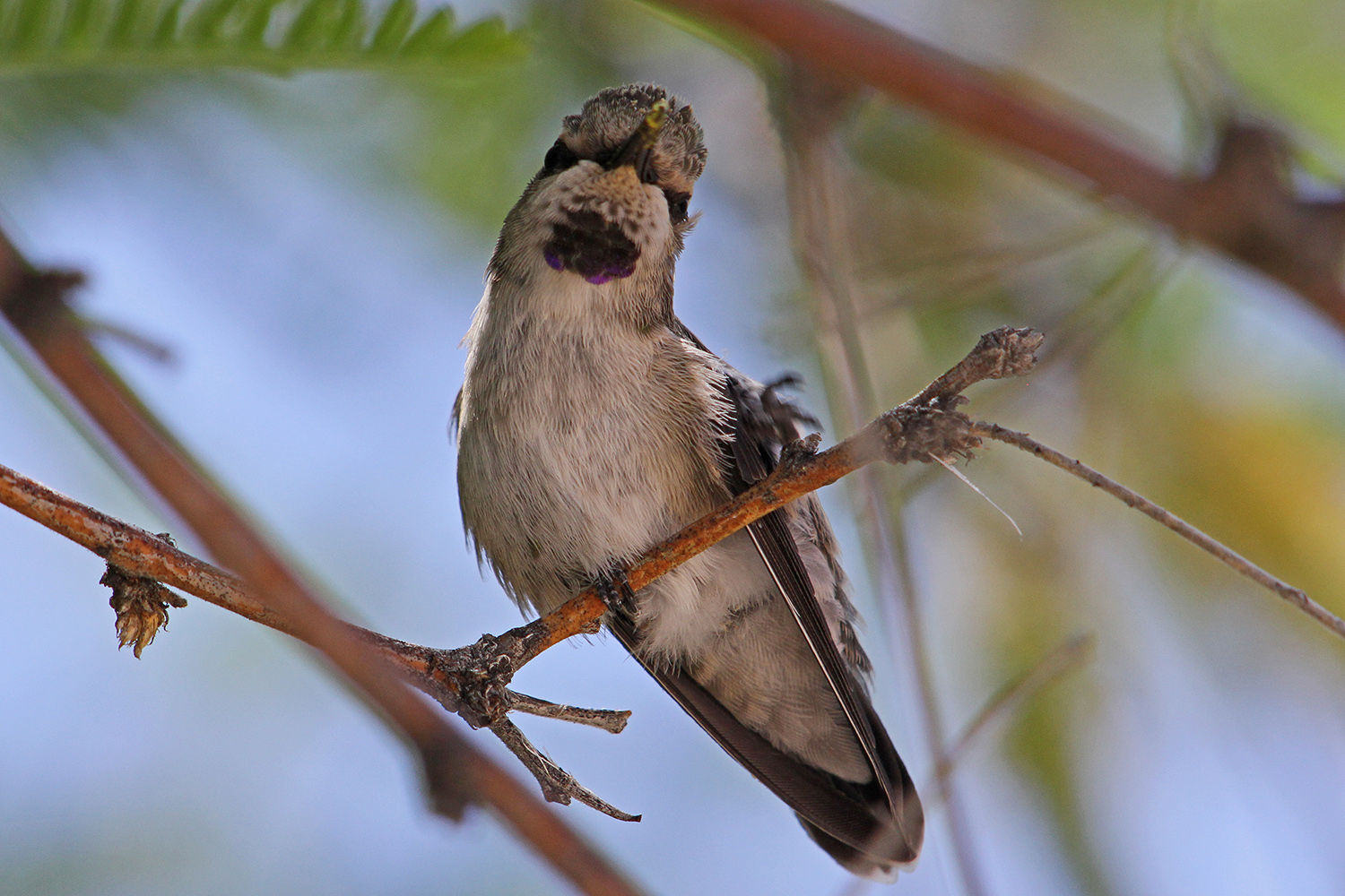 Hummingbirds from backyards and beyond